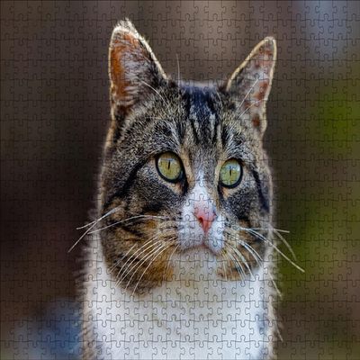 LHJOY 1000-Piece Cat Bokeh Jigsaw Puzzle for Adults, 75 x 50 cm