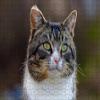 LHJOY 1000-Piece Cat Bokeh Jigsaw Puzzle for Adults, 75 x 50 cm view 1