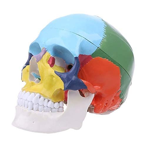 1-Piece Life-Size Colorful Human Skull Anatomical Model