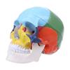 1-Piece Life-Size Colorful Human Skull Anatomical Model view 1