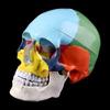 1-Piece Life-Size Colorful Human Skull Anatomical Model view 2