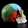 1-Piece Life-Size Colorful Human Skull Anatomical Model view 3