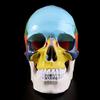 1-Piece Life-Size Colorful Human Skull Anatomical Model view 4