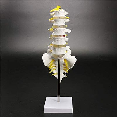 30 cm Human Lumbar Spine Skeleton Teaching Model