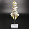 30 cm Human Lumbar Spine Skeleton Teaching Model view 1