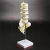 30 cm Human Lumbar Spine Skeleton Teaching Model view 3