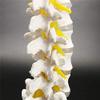 30 cm Human Lumbar Spine Skeleton Teaching Model view 4