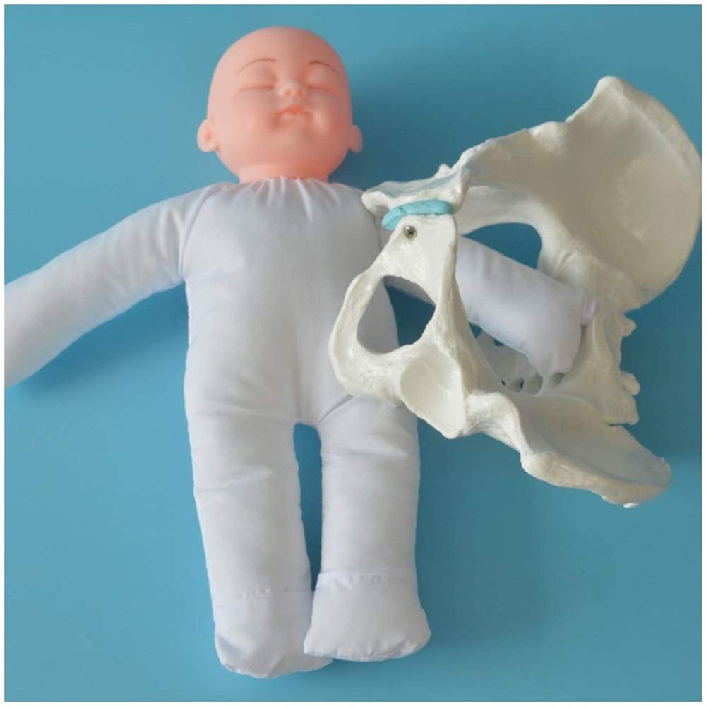 LBYLYH Female Pelvis Demonstration Model with Baby and Pelvic Birth Simulation