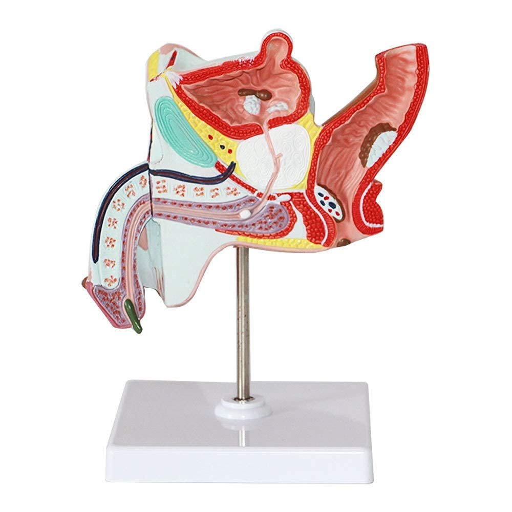 LBYLYH Human Male Genitourinary System Model with Benign Prostatic Hyperplasia