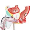 LBYLYH Human Male Genitourinary System Model with Benign Prostatic Hyperplasia view 2