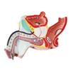 LBYLYH Human Male Genitourinary System Model with Benign Prostatic Hyperplasia view 4
