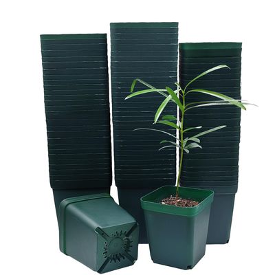 8 cm Square Plastic Pots for Succulents, Dark Green, 100-Pack