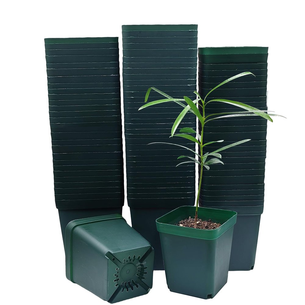 8 cm Square Plastic Pots for Succulents, Dark Green, 100-Pack