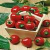 Genipap 100 White Marrow Bean Seeds view 1