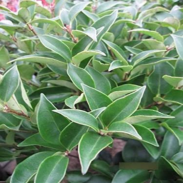 Ligustrum japonicum 'Korean Dwarf' – Dwarf Privet, 30–40 cm