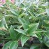 Ligustrum japonicum 'Korean Dwarf' – Dwarf Privet, 30–40 cm view 1