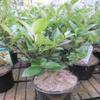 Ligustrum japonicum 'Korean Dwarf' – Dwarf Privet, 30–40 cm view 2