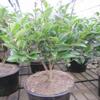 Ligustrum japonicum 'Korean Dwarf' – Dwarf Privet, 30–40 cm view 3