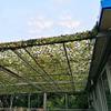 BcofoA Jungle Camouflage Net for Forests, Camping & Outdoor Parties view 4