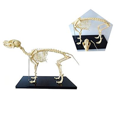HOMEDAI 64 x 10 x 30 cm Dog Skeleton Specimen Model for Anatomy Instruction