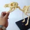 HOMEDAI 64 x 10 x 30 cm Dog Skeleton Specimen Model for Anatomy Instruction view 2