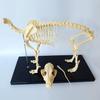 HOMEDAI 64 x 10 x 30 cm Dog Skeleton Specimen Model for Anatomy Instruction view 3