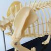 HOMEDAI 64 x 10 x 30 cm Dog Skeleton Specimen Model for Anatomy Instruction view 4