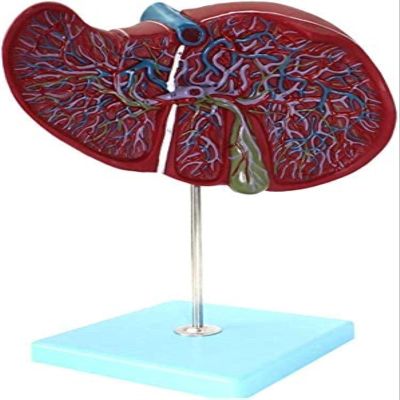 LBYLYH Human Liver Anatomical Teaching Model