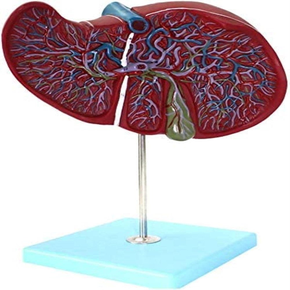 LBYLYH Human Liver Anatomical Teaching Model