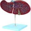 LBYLYH Human Liver Anatomical Teaching Model view 1