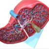 LBYLYH Human Liver Anatomical Teaching Model view 2