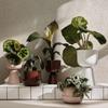 Iittala Nappula Ceramic Planter with Saucer, Beige, 17 x 17 x 13 cm, 1059790 view 4