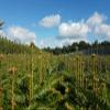 25 Nordmann Fir Plants, 4 Years Old, 15–25 cm, Bare-Root view 1