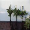 25 Nordmann Fir Plants, 4 Years Old, 15–25 cm, Bare-Root view 2