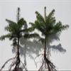 25 Nordmann Fir Plants, 4 Years Old, 15–25 cm, Bare-Root view 3