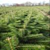 25 Nordmann Fir Plants, 4 Years Old, 15–25 cm, Bare-Root view 4