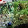 BcofoA Military Camouflage Net, Jungle, 10 ft x 10 ft (3 m x 3 m) view 2