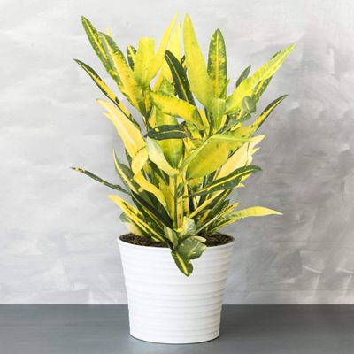 1 x Evergreen Codiaeum Sunny Star | Colorful Foliage Plant, 30–40 cm, with Pot