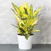 1 x Evergreen Codiaeum Sunny Star | Colorful Foliage Plant, 30–40 cm, with Pot view 1