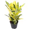 1 x Evergreen Codiaeum Sunny Star | Colorful Foliage Plant, 30–40 cm, with Pot view 2
