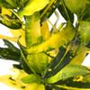 1 x Evergreen Codiaeum Sunny Star | Colorful Foliage Plant, 30–40 cm, with Pot view 3