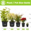1 x Evergreen Codiaeum Sunny Star | Colorful Foliage Plant, 30–40 cm, with Pot view 4