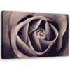 Feeby Rose Close-Up Macro Canvas Wall Art, 100 x 70 cm, Violet view 1