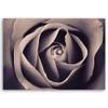 Feeby Rose Close-Up Macro Canvas Wall Art, 100 x 70 cm, Violet view 2