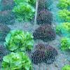 DEUBA Bird Protection Net, 100 m², 10-Pack, 2 x 5 m, Garden Net view 4