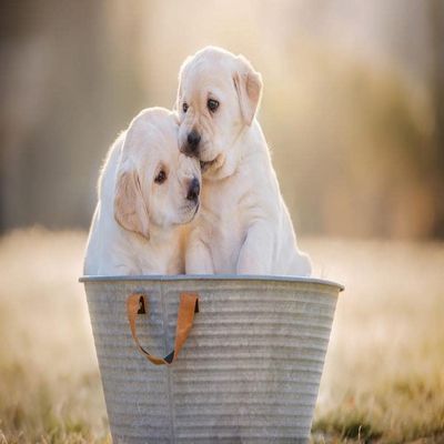 LHJOY 1,000-Piece Puzzle for Adults, Labrador Puppies