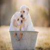 LHJOY 1,000-Piece Puzzle for Adults, Labrador Puppies view 1