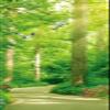 A.Monamour 3D Forest Path Self-Adhesive Door Wallpaper, 77 x 200 cm view 4