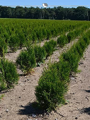 Thuja 'Smaragd' Arborvitae 60–80 cm in Pot, 18 Hedge Plants, Evergreen Conifer