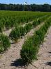 Thuja 'Smaragd' Arborvitae 60–80 cm in Pot, 18 Hedge Plants, Evergreen Conifer view 1